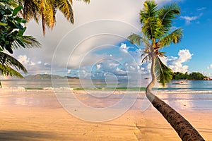 Coco palm on tropical beach at surise in Seychelles