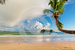 Coco palm on tropical beach at surise in Seychelles