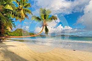 Coco palm on tropical beach at surise in Seychelles