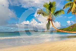 Coco palm on tropical beach at surise in Seychelles