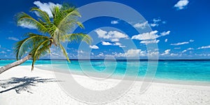 Coco palm on tropical paradise panorama beach