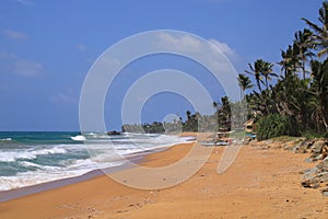 Coco palms at Bara Beach, Galle