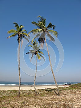 Coco palms on the beach