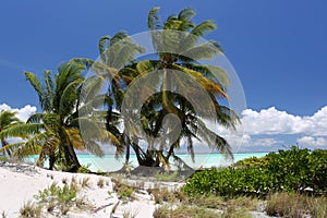 Coco palms on the blue water lagoon beach