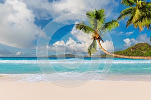 Coconut palm trees on tropical beach