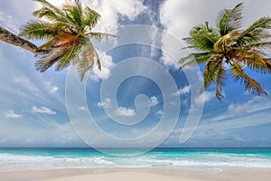 Coco palms in tropical beach