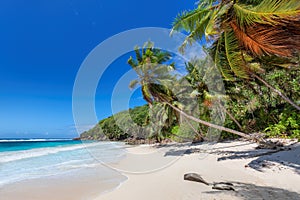 Coco palms on tropical beach and blue ocean in Caribbean island.