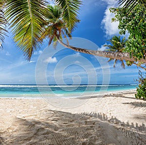 Coco palms on tropical beach and blue ocean in Caribbean island.