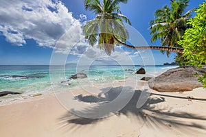 Coco palms in tropical beach in Seychelles island