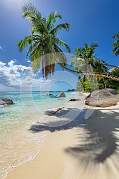Coco palms in tropical beach in Seychelles island