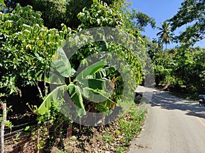 Cocoa an banana plantation in Higuey (Punta Cana, Dominican Republic)