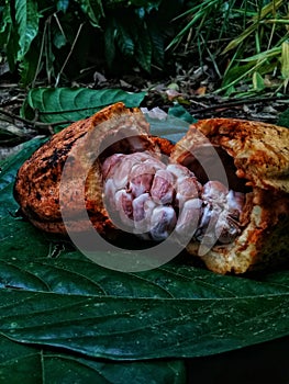 Cocoa is the basic ingredient for making chocolate and traditional Mesoamerican dishes such as tejate. photo