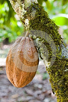 Kakao fazuľa 