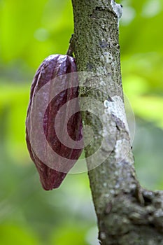 A cocoa bean growing on the branch of a cocoa tree near Kandy in Sri Lanka.