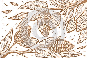 Cocoa bean tree hand draw set-illustration - Out line photo