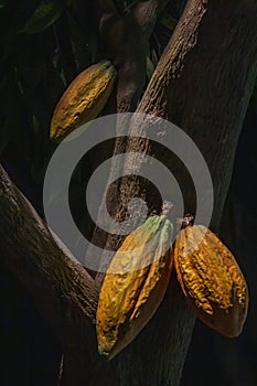 Cocoa bean on the tree in the tropical climate photo