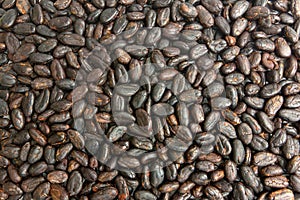 Kakao fazole 