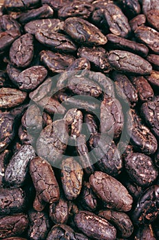 Cocoa beans - background