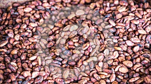 Cocoa Beans in Bin