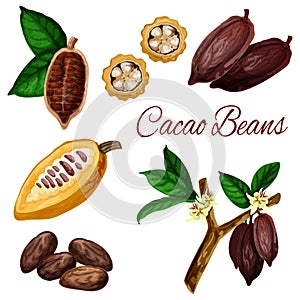 Cocoa beans, cacao pod plant, chocolate ingredient photo