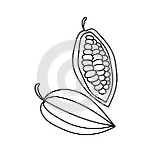 Cocoa beans. Cocoa pod, fruit and grains isolated on a white background. Packaging design, logo, coloring pages. Hand drawn Vector