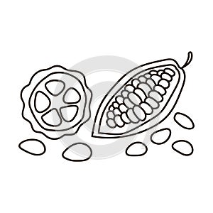 Cocoa beans. Cocoa pod, fruit and grains isolated on a white background. Packaging design, logo, coloring pages. Hand drawn Vector