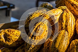 Cocoa beans and cocoa pod on a wooden surface