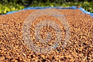 Cocoa beans and cocoa pod on a wooden surface