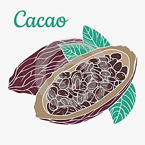 Cocoa beans colorful freehand drawing, chocolate fruit, invigorating ingredient cocoa drink.