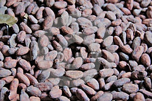 Cocoa Beans photo