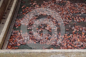 Cocoa beans drying in Guadeloupe