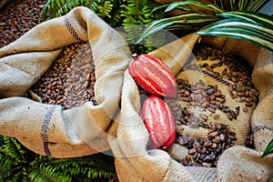 Cocoa Beans and Fruits