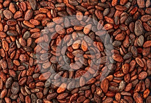 Cocoa beans grain texture . Ingredient for preparating chocolate photo
