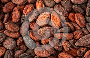 Cocoa beans grain texture . Ingredient for preparating chocolate photo