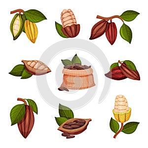 Cocoa Beans with Green Leaves Isolated on White Background Vector Set. Chocolate Dessert Component and Cocoa Powder