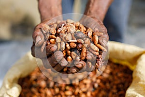 Cocoa beans in the hands of a farmer on the background of bags.