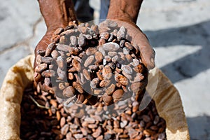 Cocoa beans in the hands of a farmer on the background of bags.