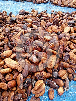 Cocoa beans that have been dried blackish brown are ready to be processed into chocolate raw materials