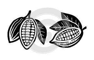 Cocoa beans icon. Isolated on a white background.