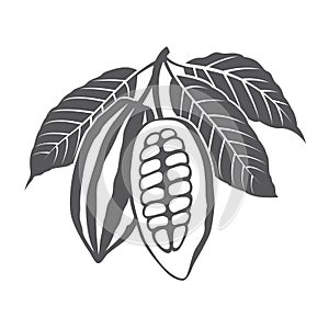 Cocoa beans illustration