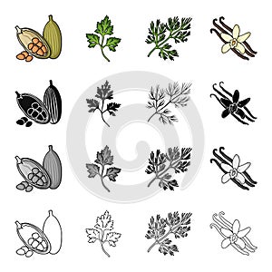 Cocoa beans, a leaf of a herb of a dill, a parsley, spice vanilla. Herbs and spices set collection icons in cartoon