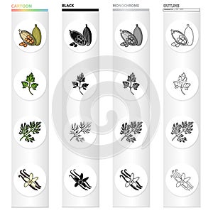 Cocoa beans, a leaf of a herb of a dill, a parsley, spice vanilla. Herbs and spices set collection icons in cartoon