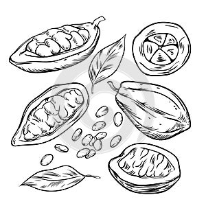 Cocoa beans, outline icons set, line cacao pod, organic fruit with raw seeds and leaf
