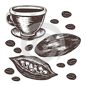 Cocoa beans, cocoa pod, cup of cocoa vector