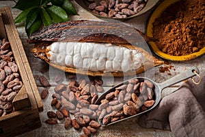 Cocoa beans and pod photo