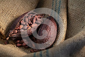 Cocoa beans in sack in the dark light