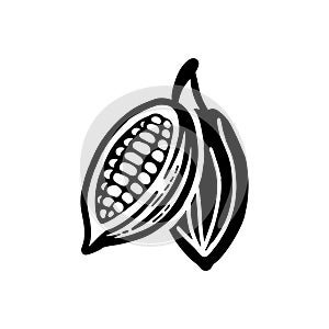 Cocoa beans sketch. Vector icon on white