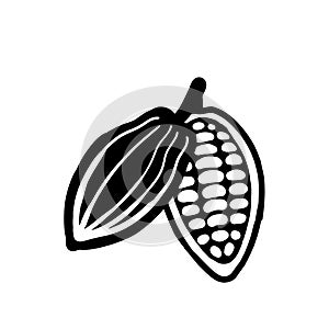 Cocoa beans sketch. Vector icon on white