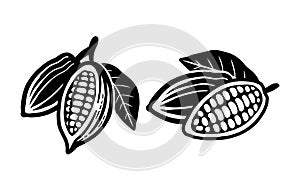 Cocoa beans sketch. Vector icon on white