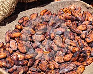 Cocoa beans to be sorted